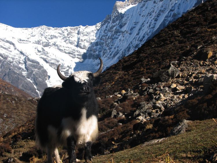 Yak in the Himalayas - Langtang National Park